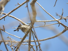 Campylorhynchus nuchalis