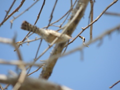 Campylorhynchus nuchalis