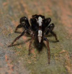 Orientattus hongkong