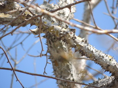 Campylorhynchus nuchalis