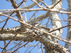 Campylorhynchus nuchalis