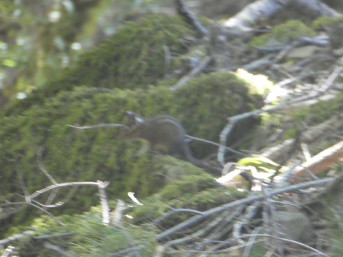 iNaturalist observation photo of Sonoma Chipmunk