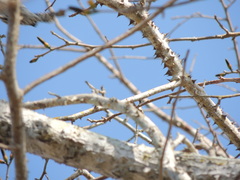 Campylorhynchus nuchalis