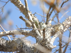 Campylorhynchus nuchalis