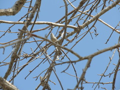 Campylorhynchus nuchalis