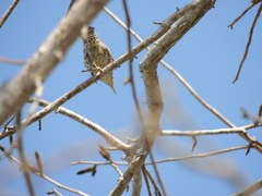 Campylorhynchus nuchalis