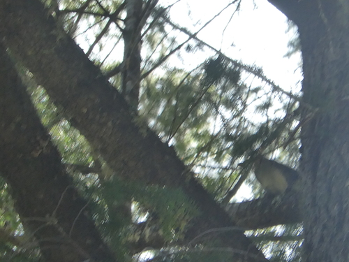 iNaturalist observation photo of Western Gray Squirrel