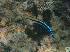 Aspidontus taeniatus