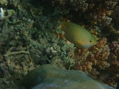 Pomacentrus amboinensis