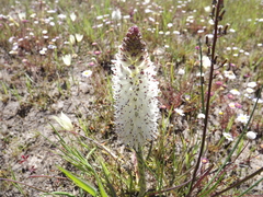 Lachenalia contaminata
