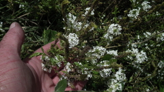 Dischisma ciliatum erinoides