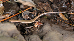 Scincella vandenburghi