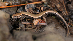 Scincella vandenburghi