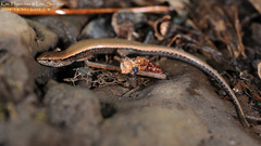 Scincella vandenburghi