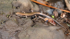 Scincella vandenburghi