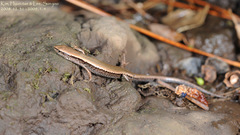 Scincella vandenburghi