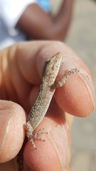 Mediodactylus kotschyi