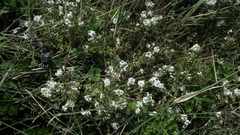 Dischisma ciliatum erinoides