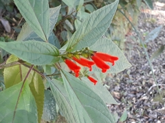 Salvia melissiflora