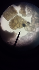 Foraminifera