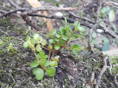 Peperomia catharinae