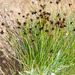 Juncus jacquinii - Photo (c) Drepanostoma, some rights reserved (CC BY-NC), uploaded by Drepanostoma