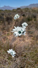 Ixia longistylis