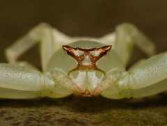 Thomisus okinawensis