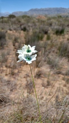 Ixia longistylis