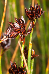Juncus jacquinii