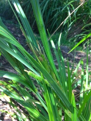 Carex geminata