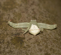 Thomisus okinawensis