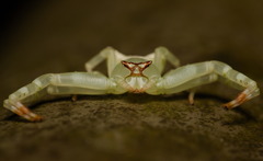 Thomisus okinawensis