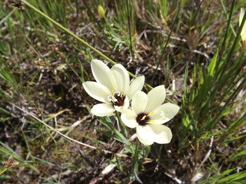 Geissorhiza purpureolutea