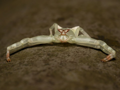 Thomisus okinawensis