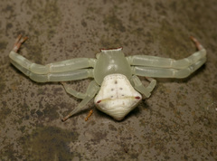 Thomisus okinawensis