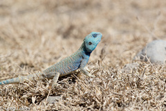 Acanthocercus atricollis