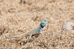 Acanthocercus atricollis