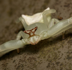 Thomisus okinawensis