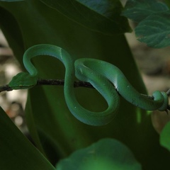 Tropidolaemus subannulatus