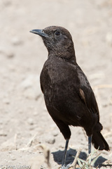 Myrmecocichla aethiops