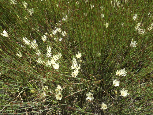 Geissorhiza purpureolutea