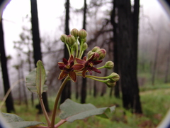 Asclepias hypoleuca