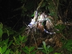 Bungarus multicinctus wanghaotingi