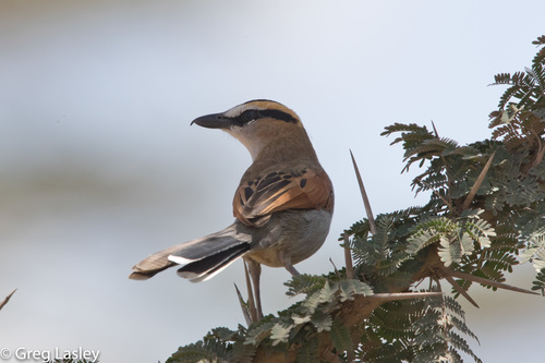 Black-crowned Tchagra