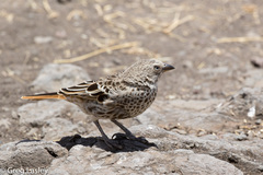 Histurgops ruficauda