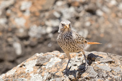 Histurgops ruficauda