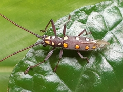 Olenecamptus siamensis