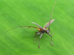 Olenecamptus siamensis