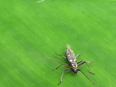 Olenecamptus siamensis